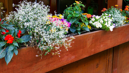 Blumenkästen mit diversen blühenden Blumen