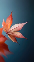 Maple leaves on blue background, autumn background with copy space.