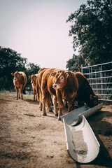 horse in a farm