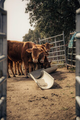 cow and calf