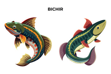 Detailed Bichir fish vector illustration. Perfect for culinary, marine, and environmental designs. High-quality vector for easy customization. Ideal for menus, packaging, education, and web graphics.