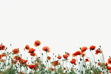 Obraz premium Vibrant poppies against white background