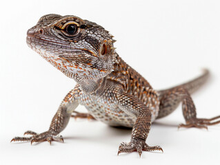 Obraz premium A close-up of a colorful lizard in a studio setting, showcasing its intricate patterns and features