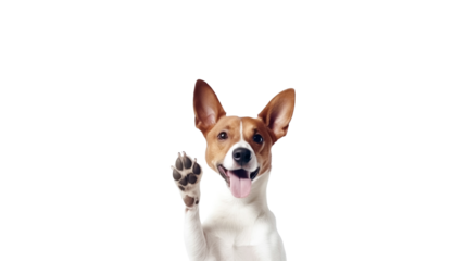 Happy cute basenji dog smiling and giving a high five isolated on transparent background.
