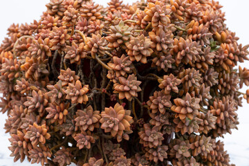Graptopetalum