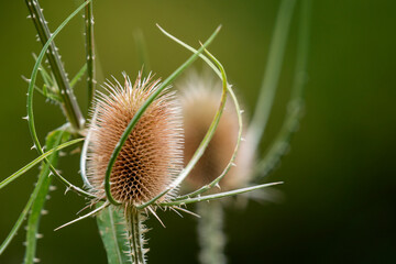 Les chardons au lever du jour