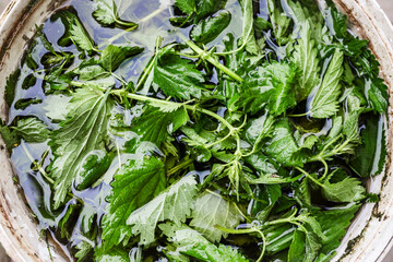 Nettle Manure as Fertilizer for Organic Farming or Eco Gardening. Nettles Liquid for Organic Fertilization and Plant Protection.