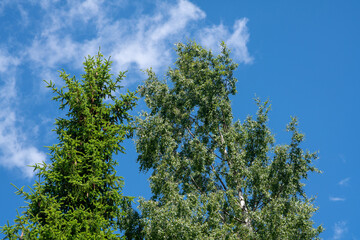 The fir trees stand majestically under the blue sky, creating an image of serenity and beauty. backdrop of green branches in the wind in the park.