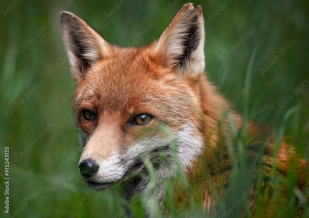 Wall mural a close up of a red fox in the grass