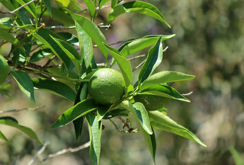 Orange tree branch in garden