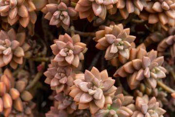 graptopetalum paraguayense bronze succulent closeup