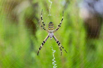 Argiope bruennichi. Tiger spider or wasp on its web.