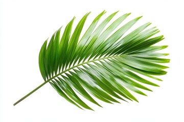 Fototapeta premium Single Palm Leaf Isolated on White Background