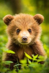 Fototapeta premium A brown bear cub sitting in the grass looking at the camera