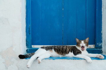 Cat yawning in front of a blue door