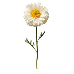 Fototapeta premium Everlasting Daisy, beautiful flower