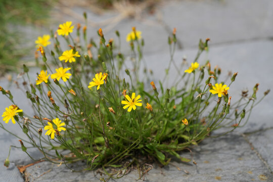 Low angle closeup on a yellow flowering smooth hawksbeard, Crepis capillaris growing on a pavement