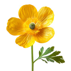 Buttercup, beautiful flower