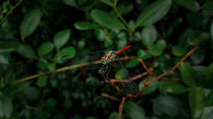 Lathrecista asiatica dragonfly on a stick right side view.