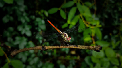 Lathrecista asiatica dragonfly on a stick.