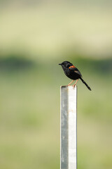 Red backed fairy wren bird perched on a weathered fence with blurred countryside in the background