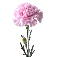 Carnation, beautiful flower