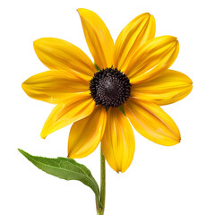 Obraz premium Black-eyed Susan, beautiful flower.