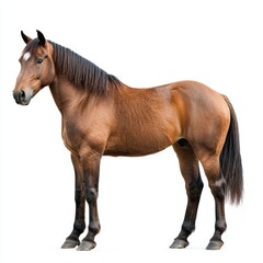 Obraz premium Brown Horse Standing on White Background