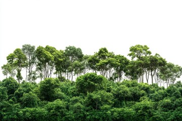 Lush Green Forest Canopy Against a White Background