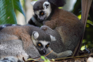 Pair of ring-tailed lemurs cuddling together in a forest, close-up wildlife portrait