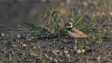 Little ringed plover bird