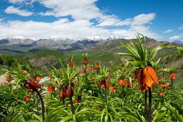 Endemic inverted tulip. Endemic inverted tulip that grows in the mountains in Turkey.
Colorful...