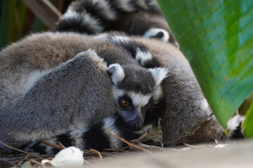 Pair of ring-tailed lemurs cuddling together in a forest, close-up wildlife portrait
