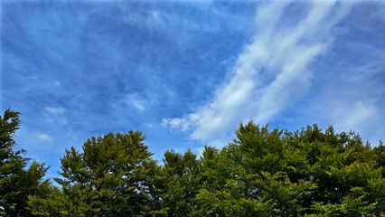 Green trees with summertime blue skies and clouds.