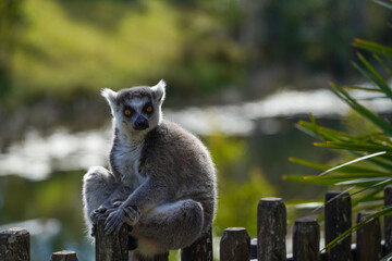 Ring-tailed lemur sitting on grass in sunlight, alert and looking back, wildlife portrait