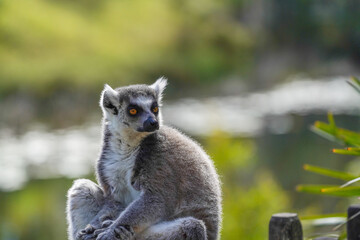Ring-tailed lemur sitting on grass in sunlight, alert and looking back, wildlife portrait