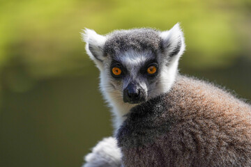 Ring-tailed lemur sitting on grass in sunlight, alert and looking back, wildlife portrait