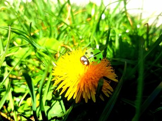 dandelion on green grass