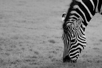 Black and white photo of a zebra grazing in a grassy field, minimalist wildlife scene