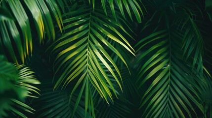 Abstract Green Palm Leaf Texture in Tropical Garden