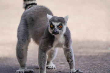 Ring-tailed lemur standing alert on a dirt path
