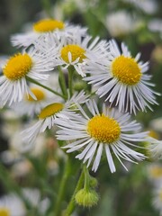 white flowers in the garden