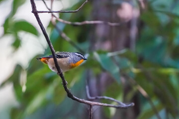 Spotted pardalote bird perched on a tree in natural surroundings
