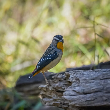 Spotted pardalote bird perched on a log in natural surroundings