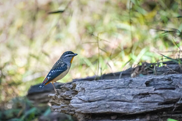 Spotted pardalote bird perched on a log in natural surroundings