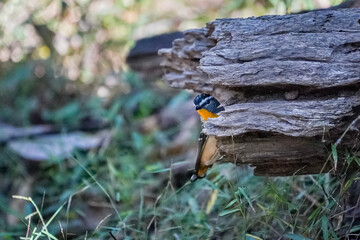 Spotted pardalote bird perched on a log in natural surroundings