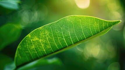 Green leaf texture on nature background with tropical leaf