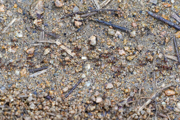 Close-up of a trail of fire ants on sandy ground, detailed macro nature photography