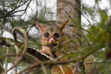 Close-up of a curious possum in a tree with lush greenery in the background