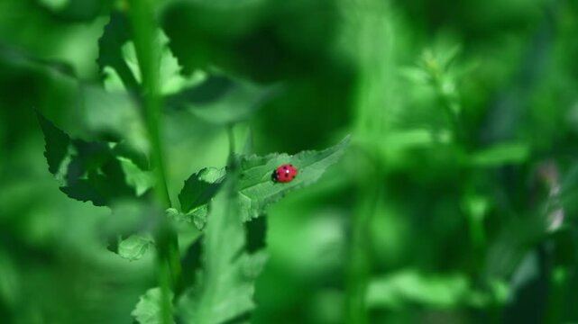 bright pink ladybug among green foliage, a species of ladybug psylloborus, helps in the fight against aphid pests